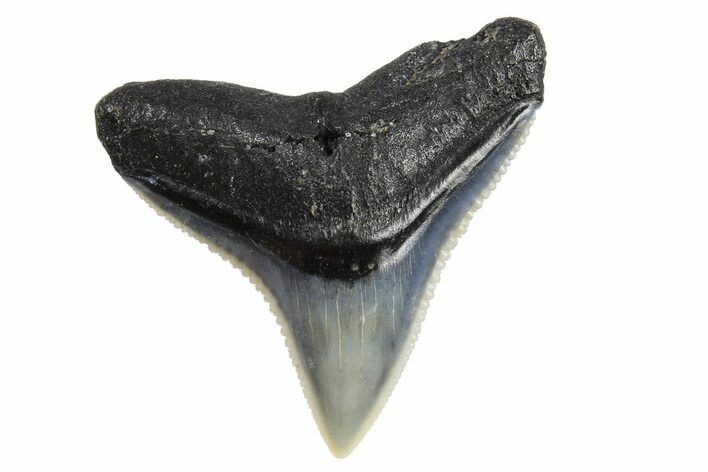 Fossil Gray Shark (Carcharhinus) Tooth - Bone Valley, Florida #294764